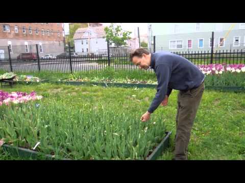 Part of a video titled Deadheading tulips after flowering - YouTube