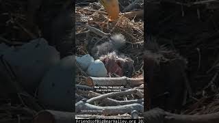 Two bald eaglet chicks hatch in California nest after years of failed breeding attempts