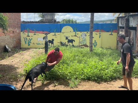 GALO CEGO SE ARREPENDEU DE VIM NO QUINTAL DO CHICÃO ???? o vídeo mais esperado/ carneirochico