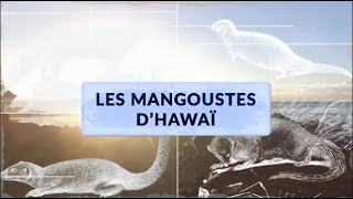 L'incroyable histoire des mangoustes d'Hawaï | Sciences 6e