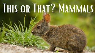 This or That? Mammals