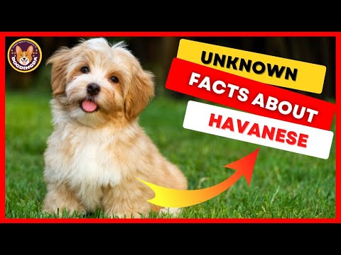 Havanese Dog Breed Facts and Information- Top 9 Facts | DogDingDa
