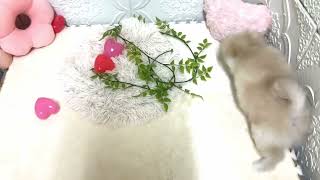 ハーフ犬の動画01