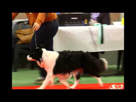 Puppies expected late 2015!!