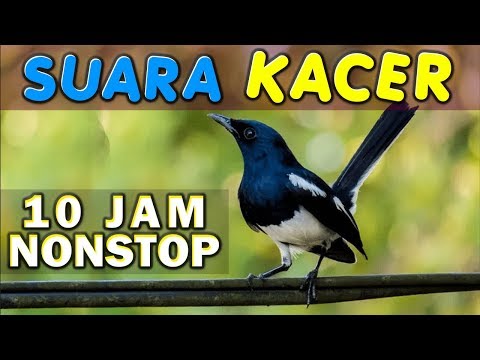 Download Burung Kacer Poci Durasi Panjang 3gp Mp4 Codedfilm