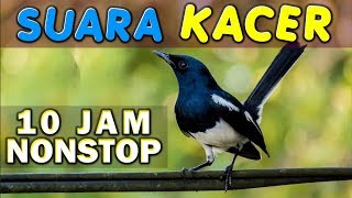 Download lagu 10 JAM NONSTOP - SUARA KICAU KACER - KUCICA KAMPUNG - KACER POCI - GACOR mp3