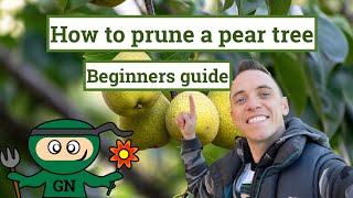 How to prune a pear tree: ultimate beginner gardening guide
