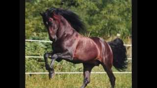 grupo laberinto " el profeta"