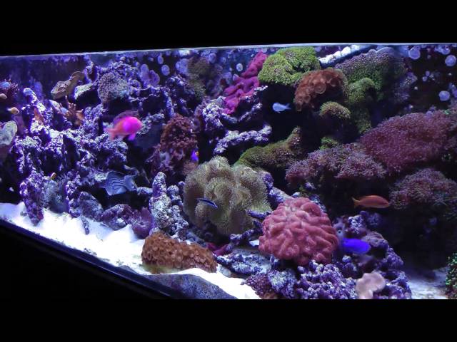 400 Gallon Starfire Salt Water Reef Tank HD