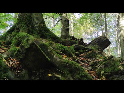 Wanderung Hohenstein Weserbergland (Süntel) im Oktober 2021
