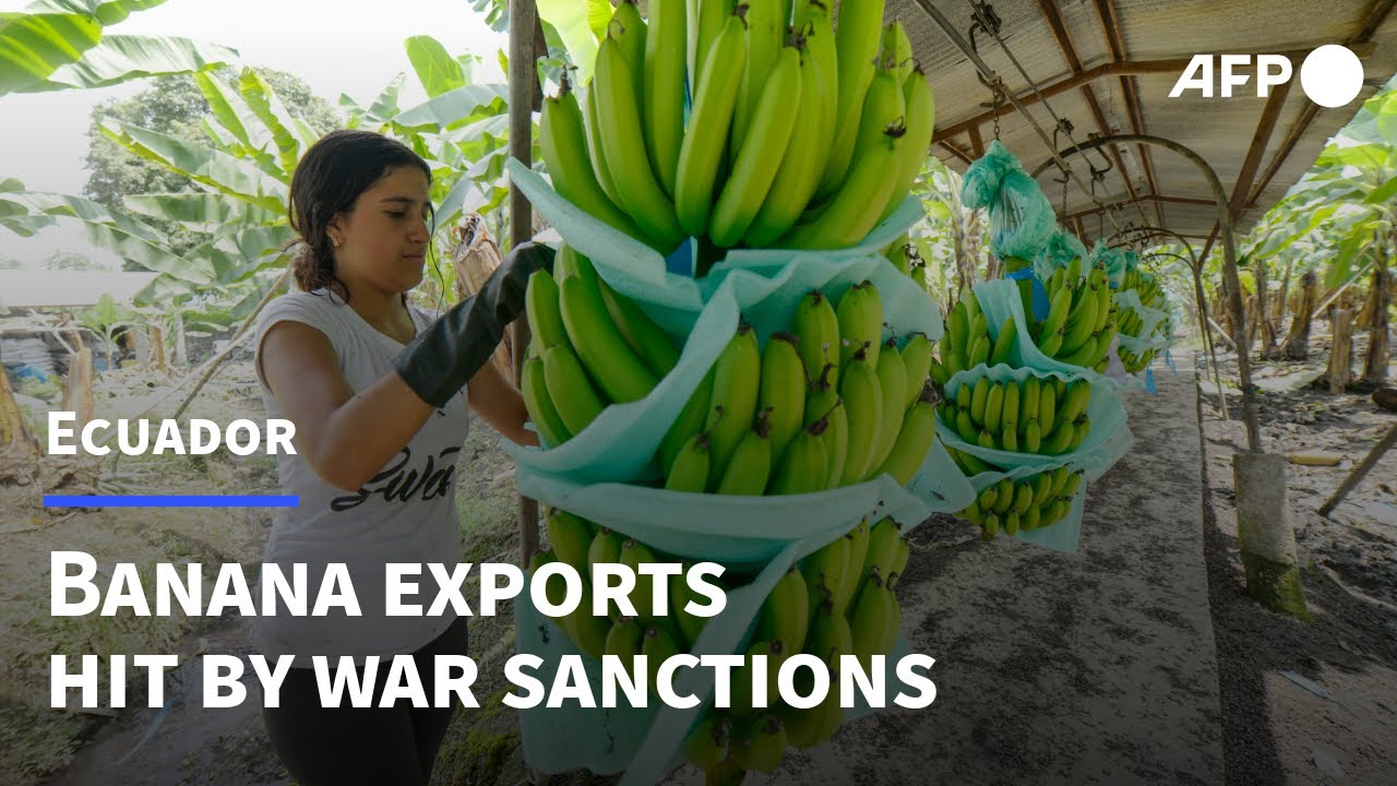 Who owns the banana plantations in Ecuador? Tipseri