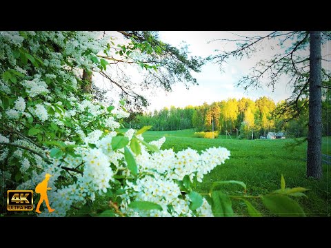 Walking in Natural Beauty Forest 🌼 Ollilanlampi, Kerava, Finland