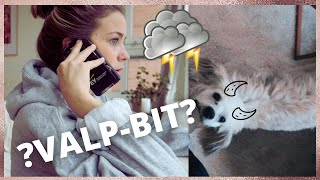 ATT VETA OM VALPBITNING I KOPPEL 🦈