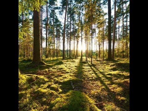 Ernst Jünger - Der Waldgang