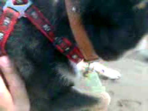 阿圓學游泳(沒碰水喔= =)(原發表者:深夏)(影片)