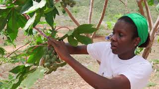 Harvesting Castor Beans - Papa Rozier Farms