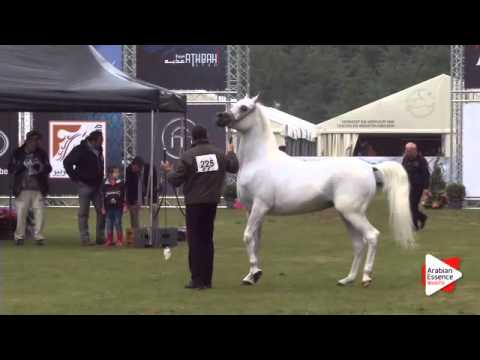 N.225 BINT TAHANIE - Bruges 2015 International - Egytian Sr Mare ( 4 years and older ) (Class 116)