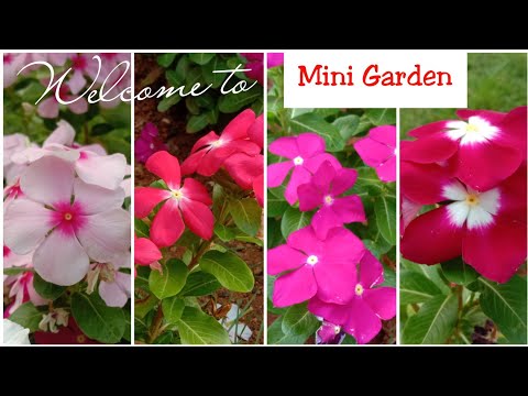 Beautiful Garden /NithyaKalyani/Beautiful flowers/Mini Garden /Madagascar periwinkle /Vinca Rosea