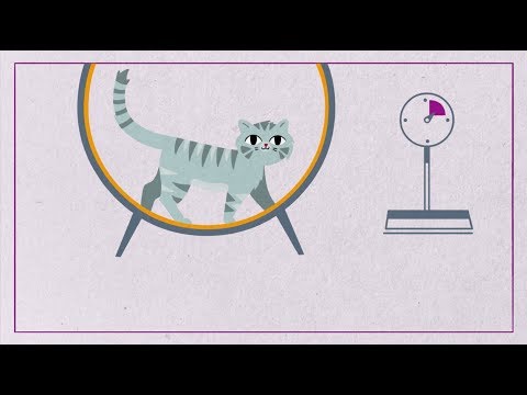 How Much Should I Feed My Cat? - Whiskas K.I.T.