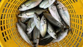 漁港買魚紀錄【下午場】2025年5月19日星期一⛅️☔️