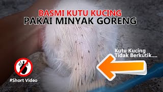Download lagu Cara Basmi Kutu Kucing dengan Bahan Alami mp3 Download lagu Cara Basmi Kutu Kucing dengan Bahan Alami mp3