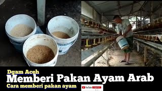 Download lagu memberi pakan untuk ayam Arab][ayam kampung][pakan ayam][ayam Arab mp3