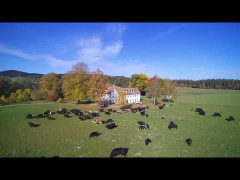 Kalliste mit Rindern