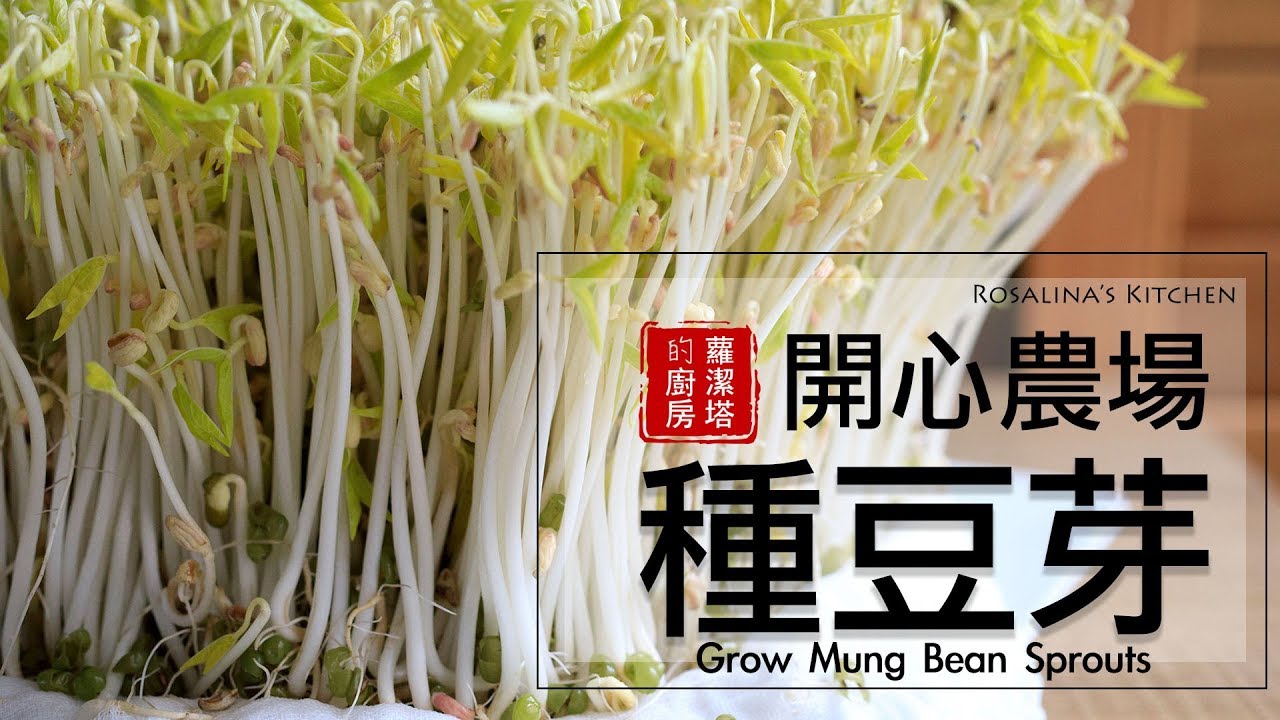 種綠豆芽