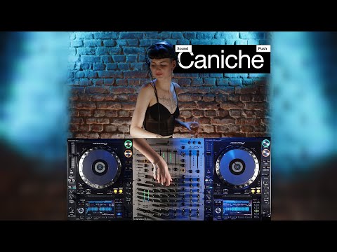 Caniche - Table Top Shot  #25 - TTS008.2