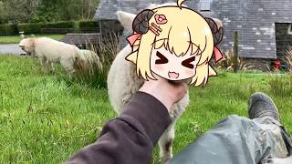 Watame sheep likes to be petted | Animal hololive