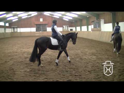 Holsteiner Stute von Cormint - Contender - Caretino