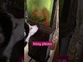 Finding Nemo Husky Siberianhusky Parrotfish Dog Doglover Huskylife Love Cute Cutebaby