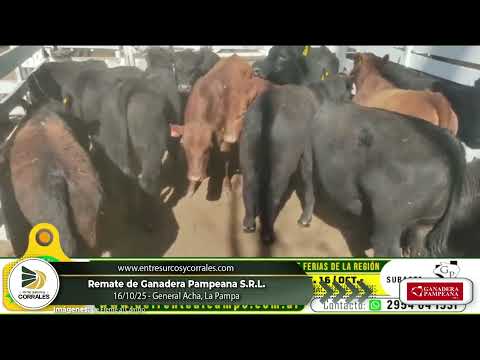 16-10-25 - Remate de Ganadera Pampeana S.R.L. - General Acha, La Pampa
