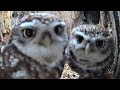 The Secret World Of Little Owls Courtship Early Nesting Discover Wildlife Robert E Fuller