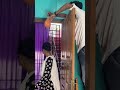 Siblings Revenge Part 3 Wait For Twist Shorts Youtubeshorts Trending Siblings End Revenge