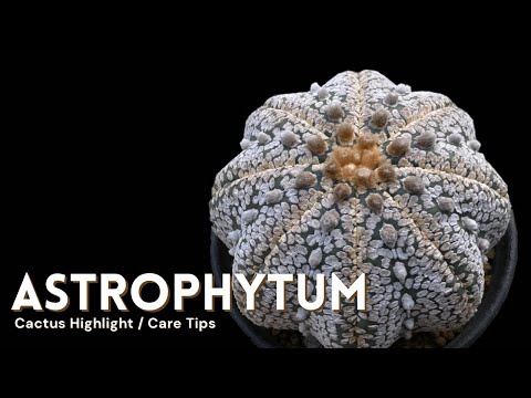 , title : 'Astrophytum Cactus Care and How to Make them Flower'