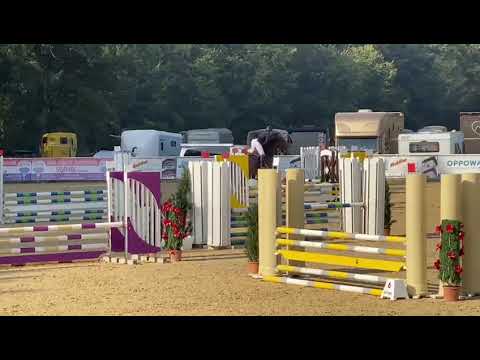 Landbeschäler Van Cordoba siegreich in Jungpferdeprüfungen