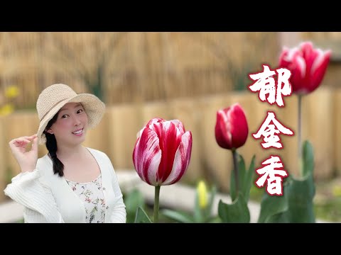 鬱金香種植