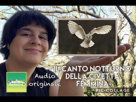 Il CANTO DELLA CIVETTA FEMMINA IN GIARDINO - AUDIO ORIGINALE DEL 12 MARZO 2020