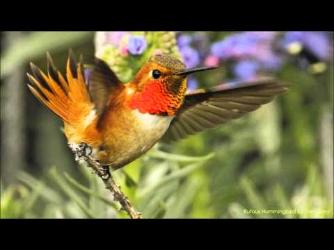 Rufous Hummingbird Sounds