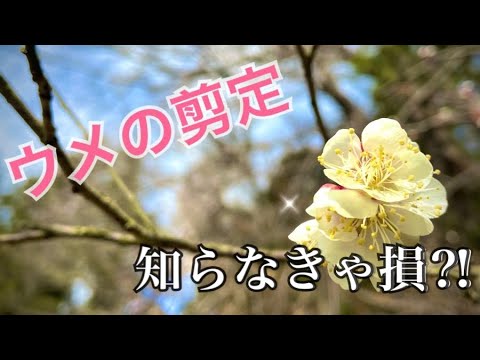 2022年の梅の木の植え方