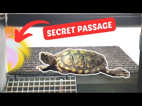 We built the ULTIMATE turtle basking platform