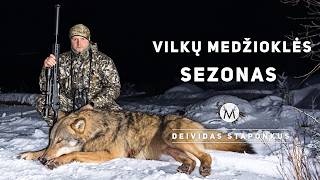 Vilkų medžioklė: sezonas, kurio nepamiršiu
