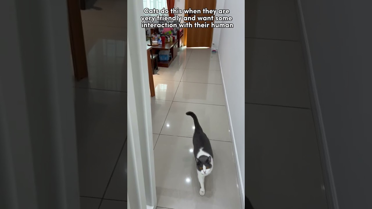What your cat's tail can tell you #cat #catfacts #maymaw