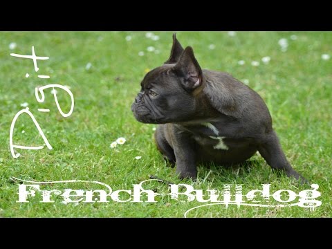 French Bulldog puppy birthday surprise