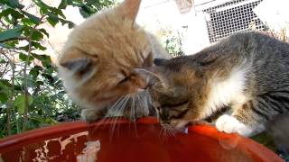 preview picture of video 'Cat and Kitten drinking water Кот и Котёнок пьют воду'