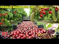 Buah Chery Tangkai  warna merah merk Maraschino Cherries 2