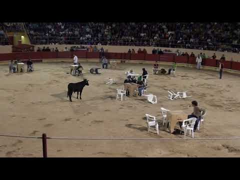 EL TORO BARROSO - ANGEL GUARACA