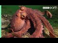 Octopus Steals Crab from Fisherman | Super Smart Animals | BBC Earth