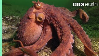 Octopus Steals Crab From Fisherman | Super Smart Animals | BBC Earth